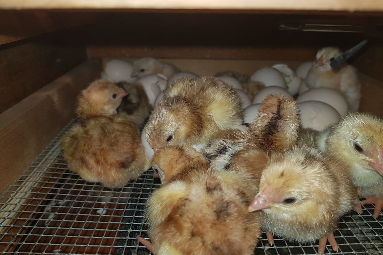 Geflügelzucht | Geflügelchaos Annerod | Fernwald