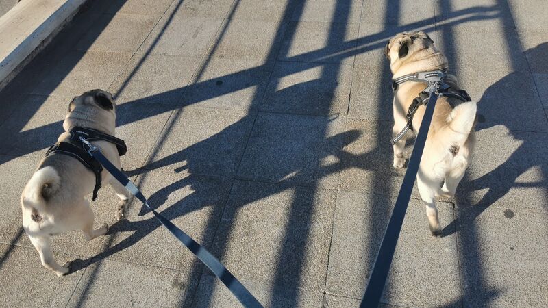 Bowser y Wisley🐾🐾