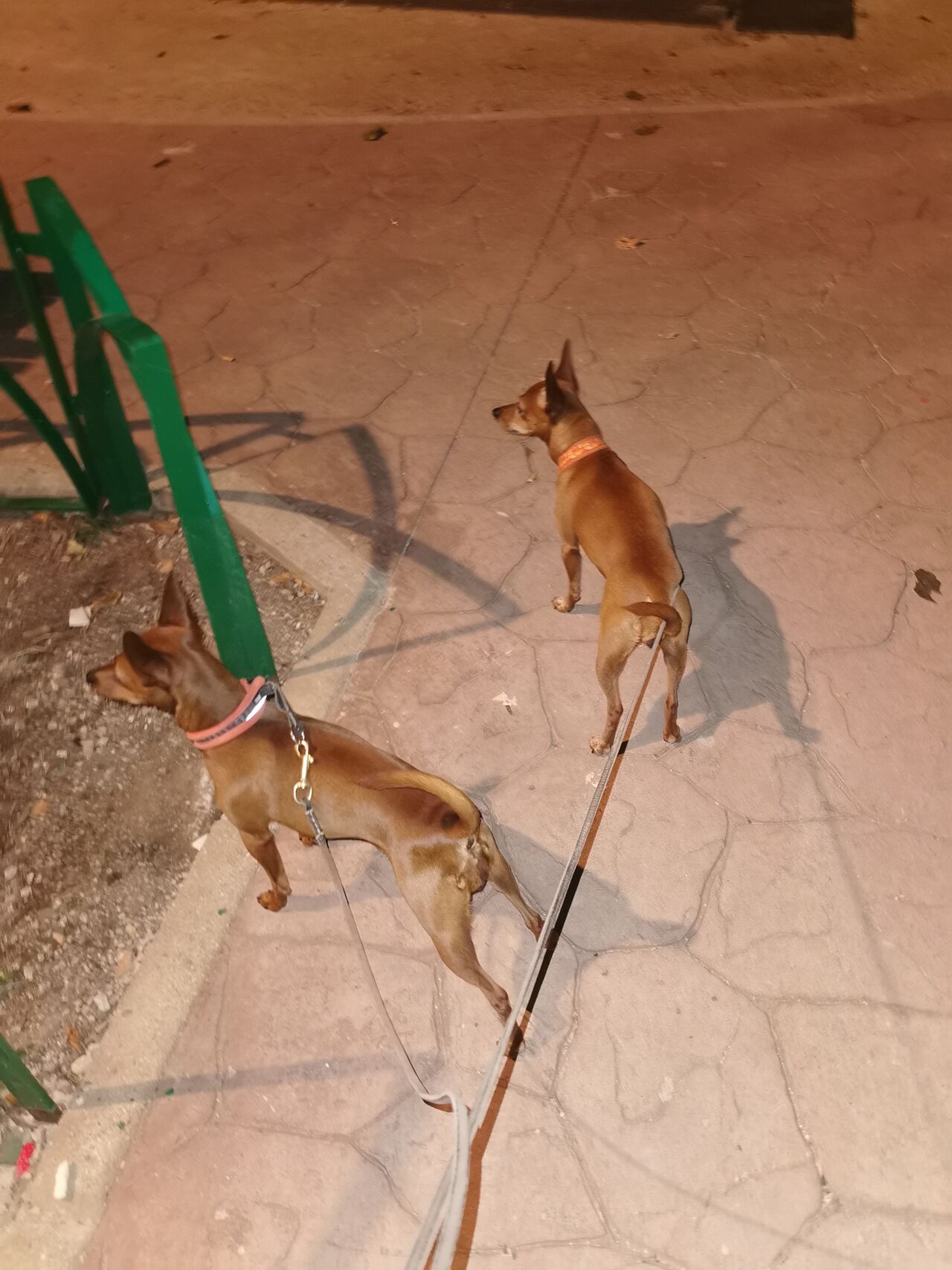 Ruru y Cyane 🐾🐾