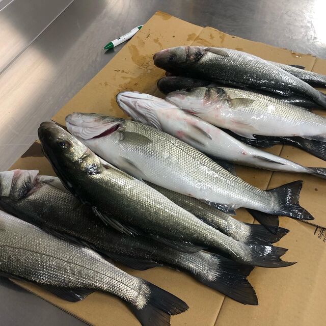 Branzino nostrano pescato a canna.