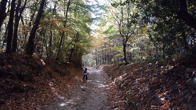 De belles balades en forêt de Chambaran, à partir du gîte