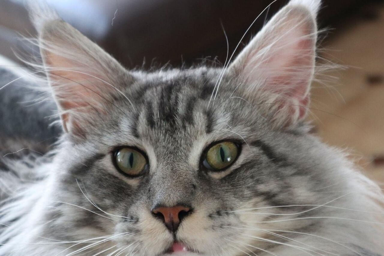LE MAINE COON