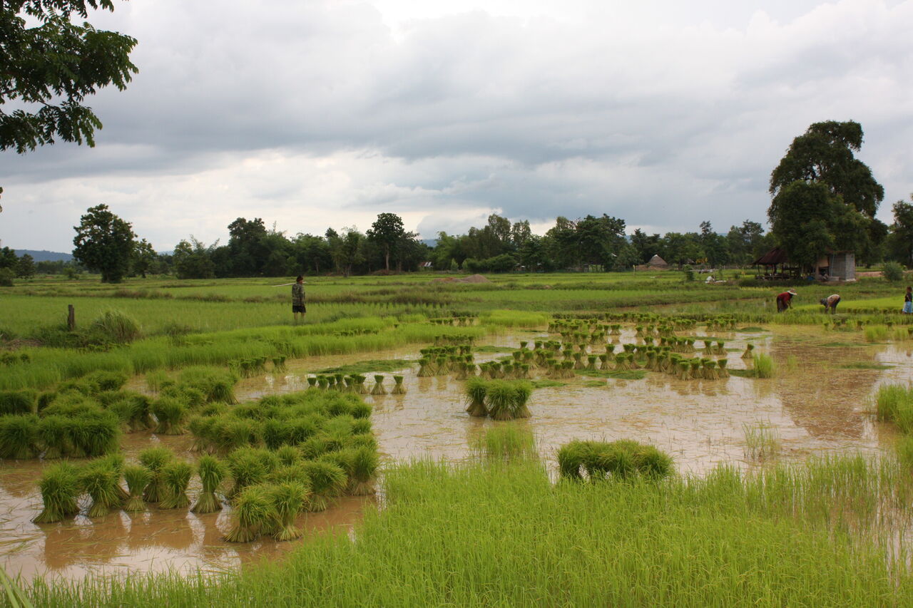 Rizière en Isan
Le riz est à la base de l' alimentation en Thaïlande