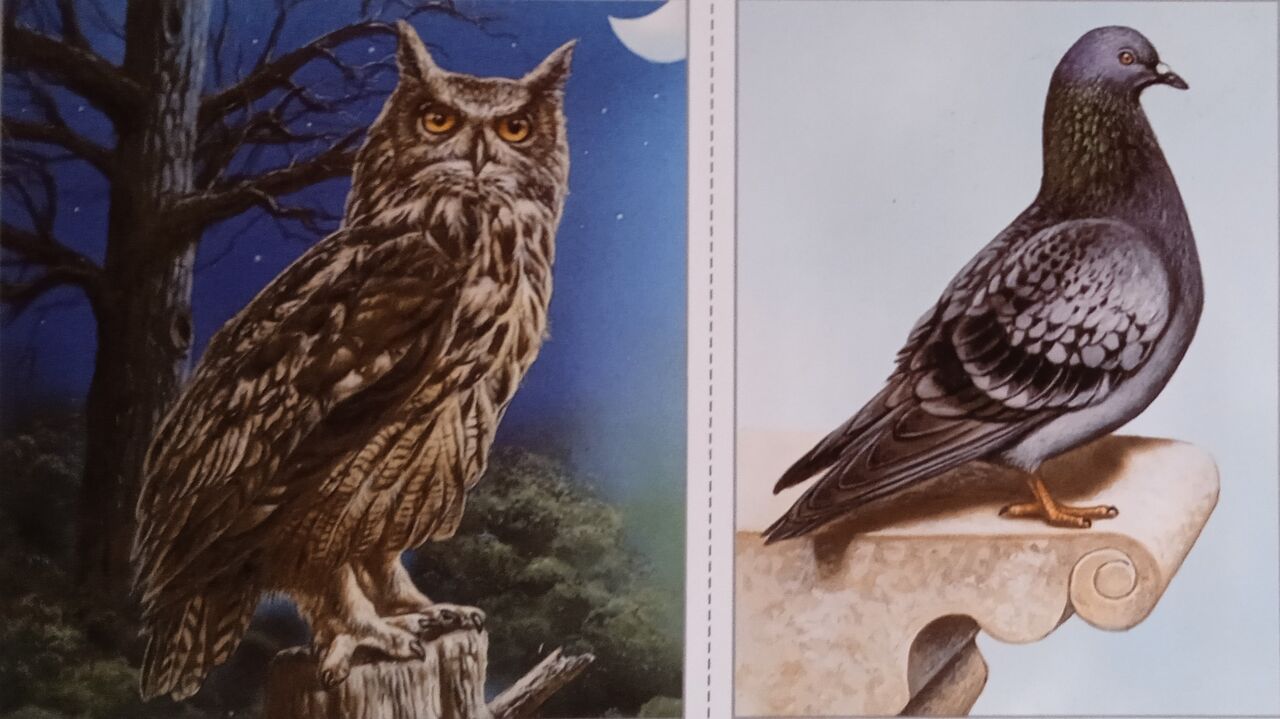 Les volatiles sont des prédateurs pour les jeunes escargots.