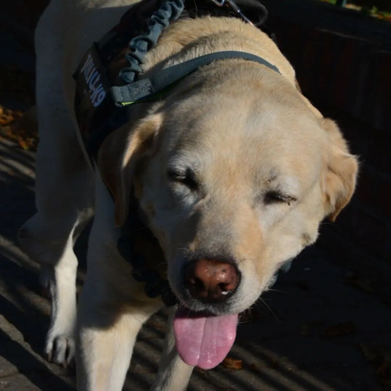 Cafeneaua care iubește animalele de companie