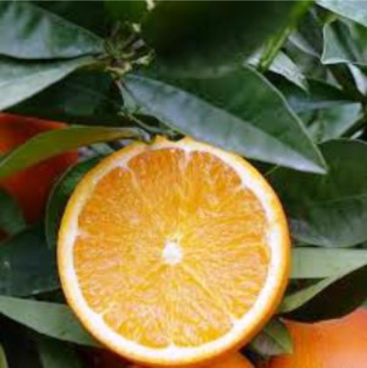 Orange val late filet - 3,75€