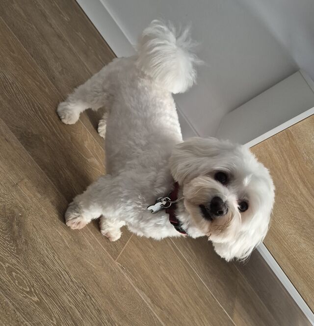 Lucky Pucky 🐾💙