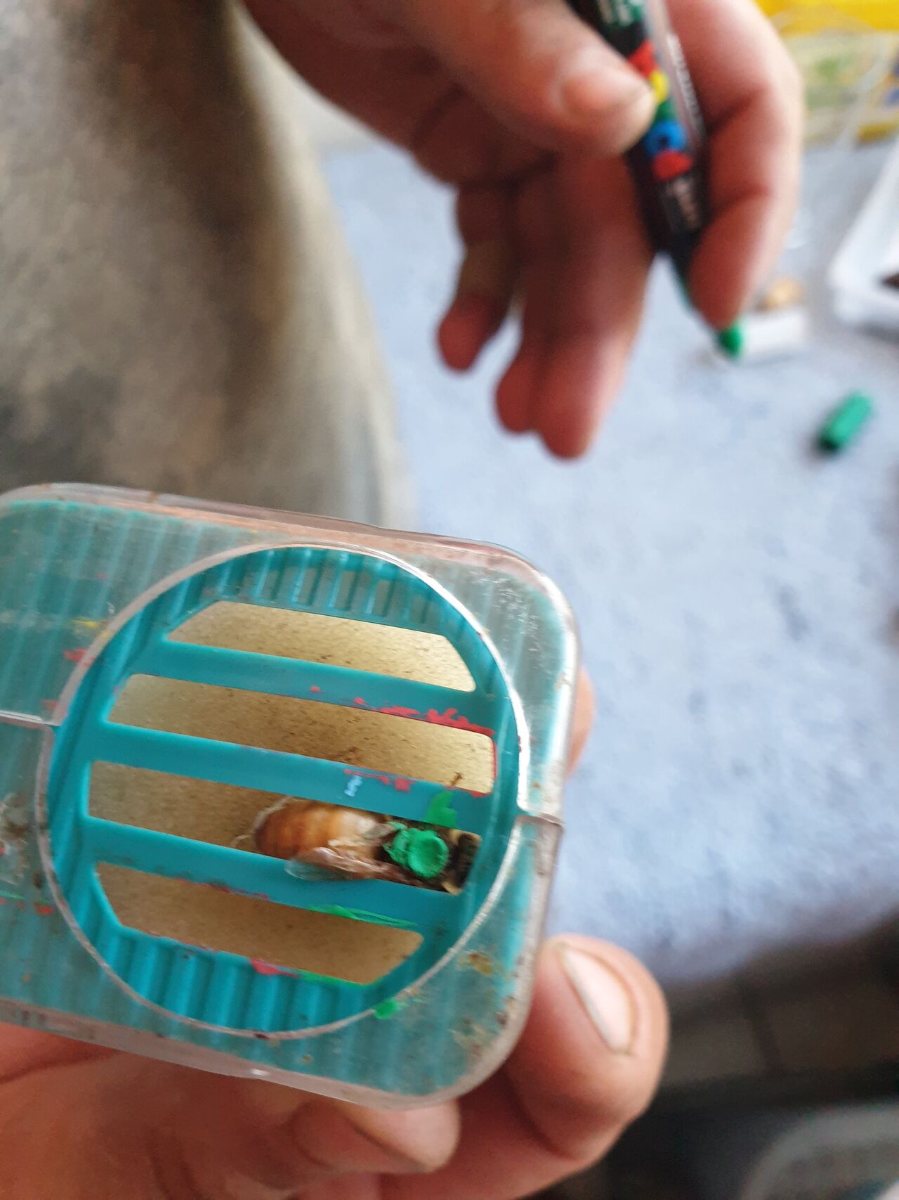 Repérage Reine 2024