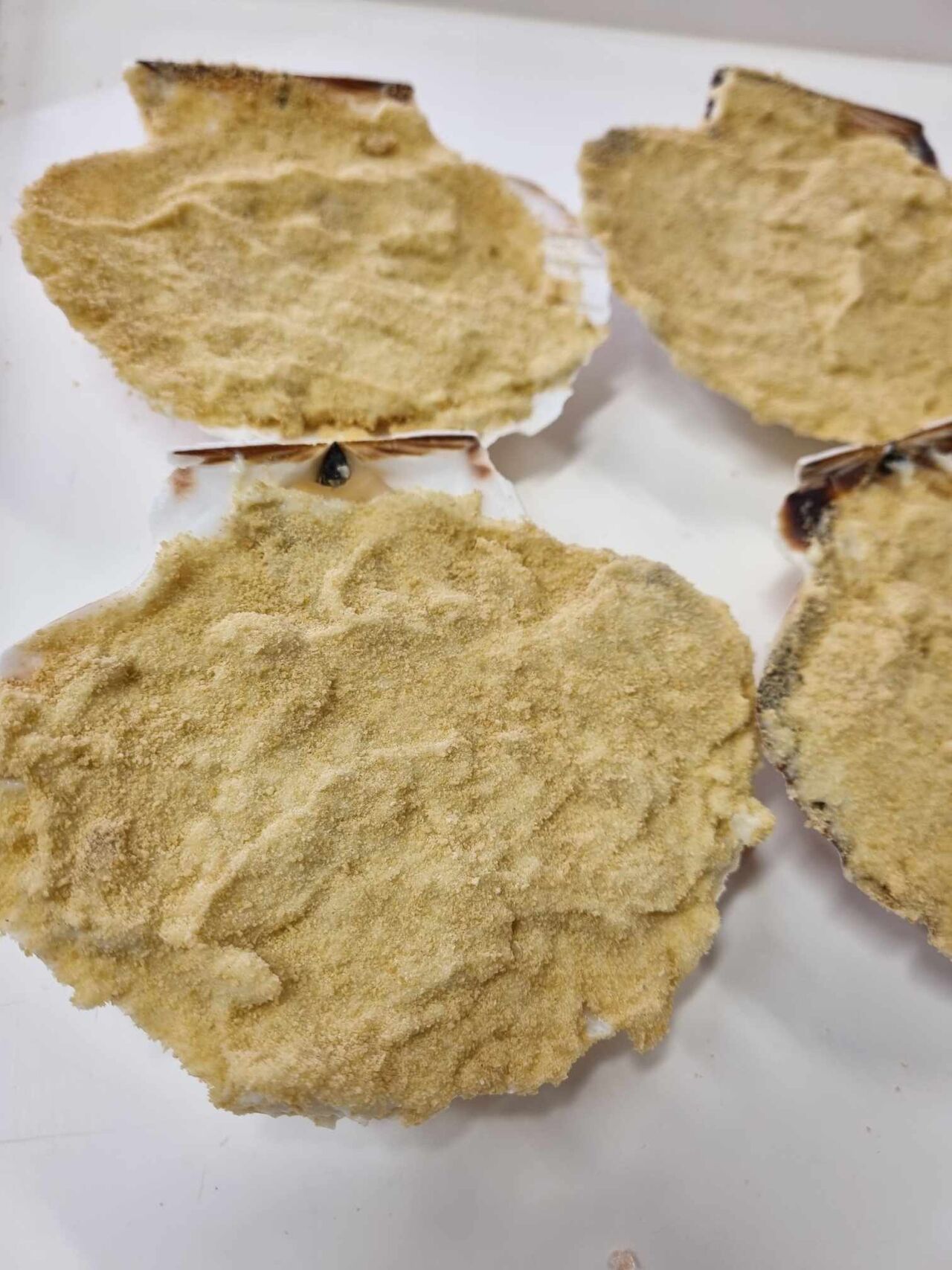 coquille saint jacque