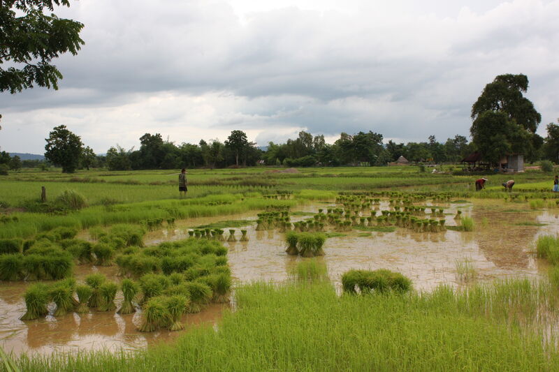 Rizière en Isan
Le riz est à la base de l' alimentation en Thaïlande