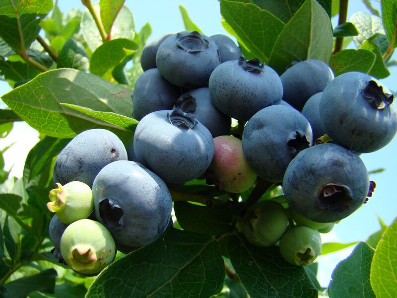 Heidelbeeren aus eigener Ernte