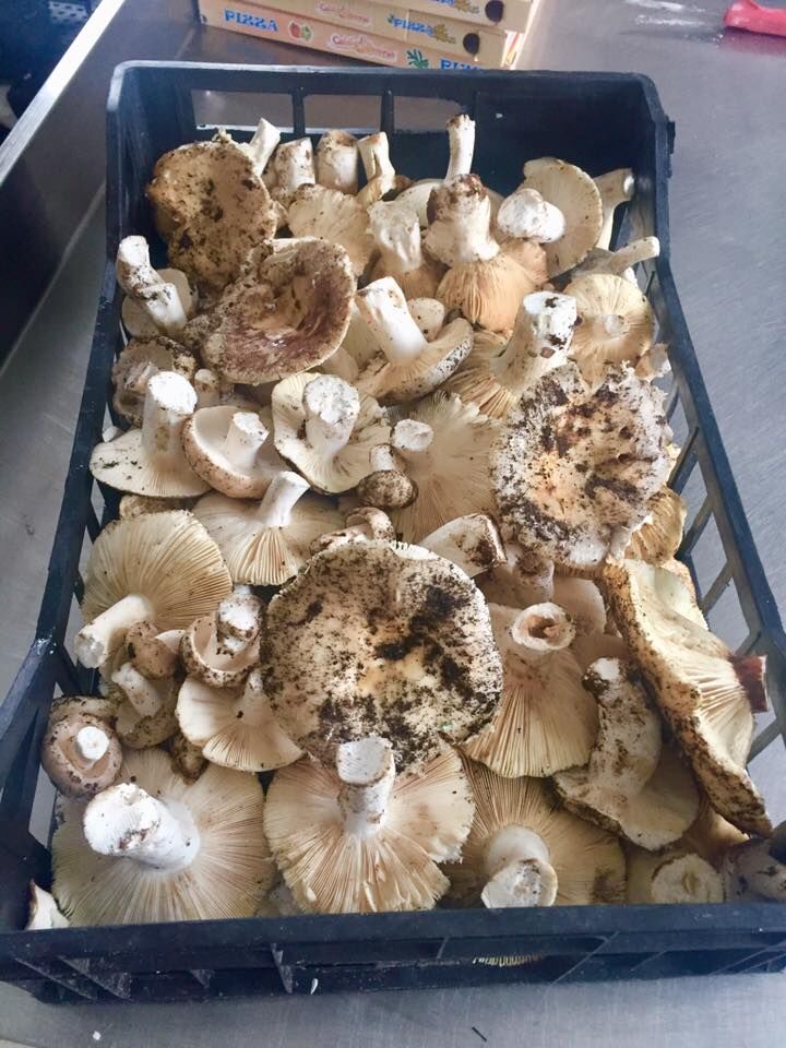 Funghi di 