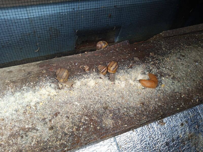 Les limaces mangent la même nourriture que les escargots.