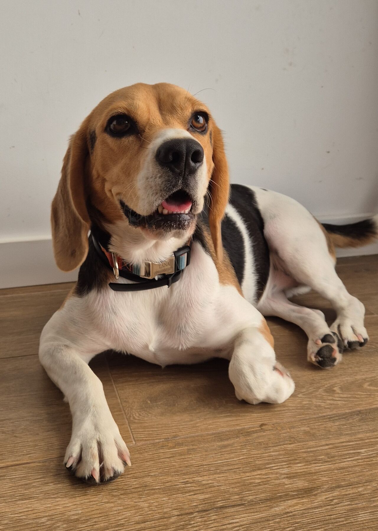 Yo soy Tana 🐾😘