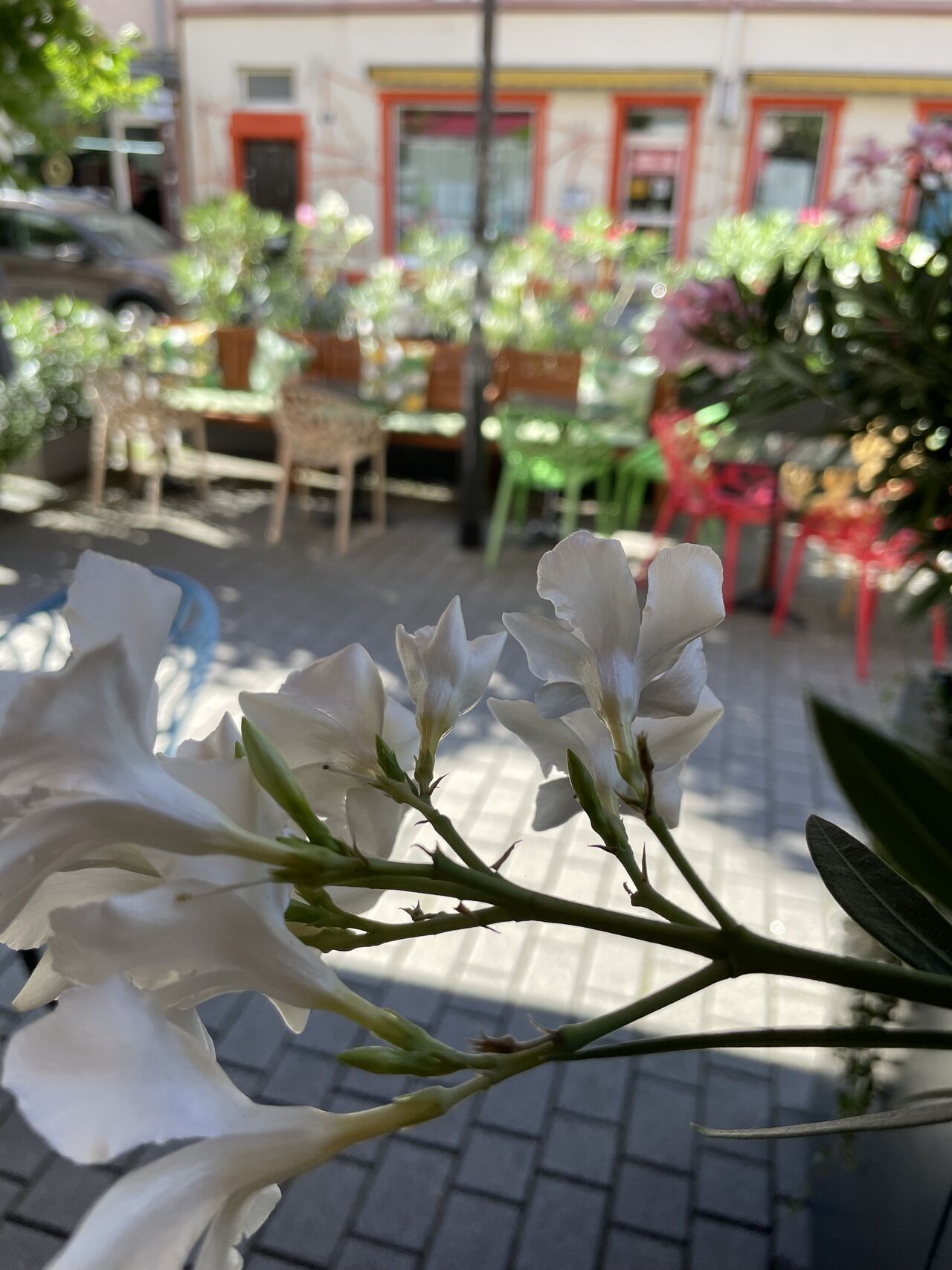 Sommer Party - 17.08 ab 17:00 Uhr