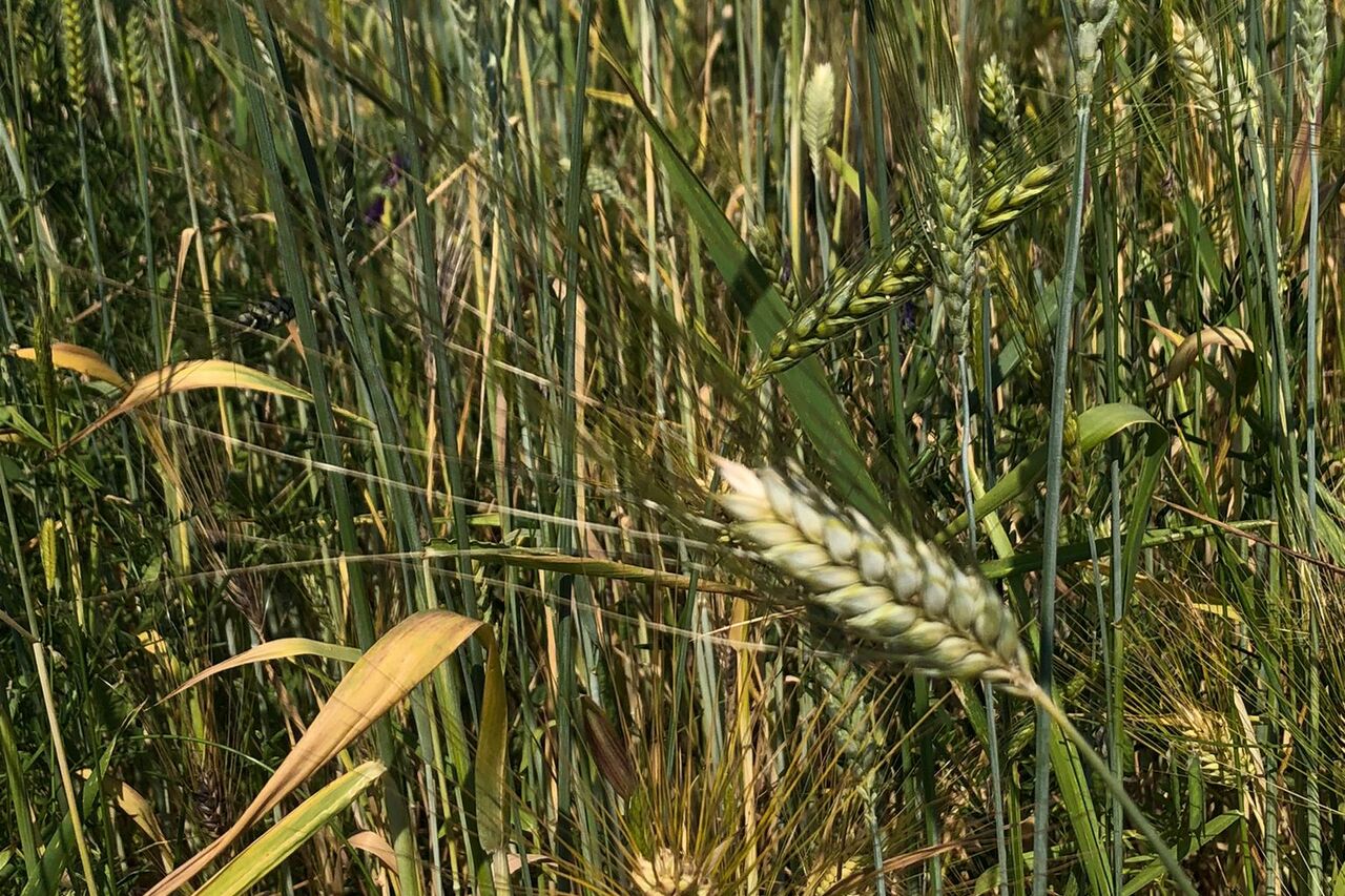 Les producteurs locaux