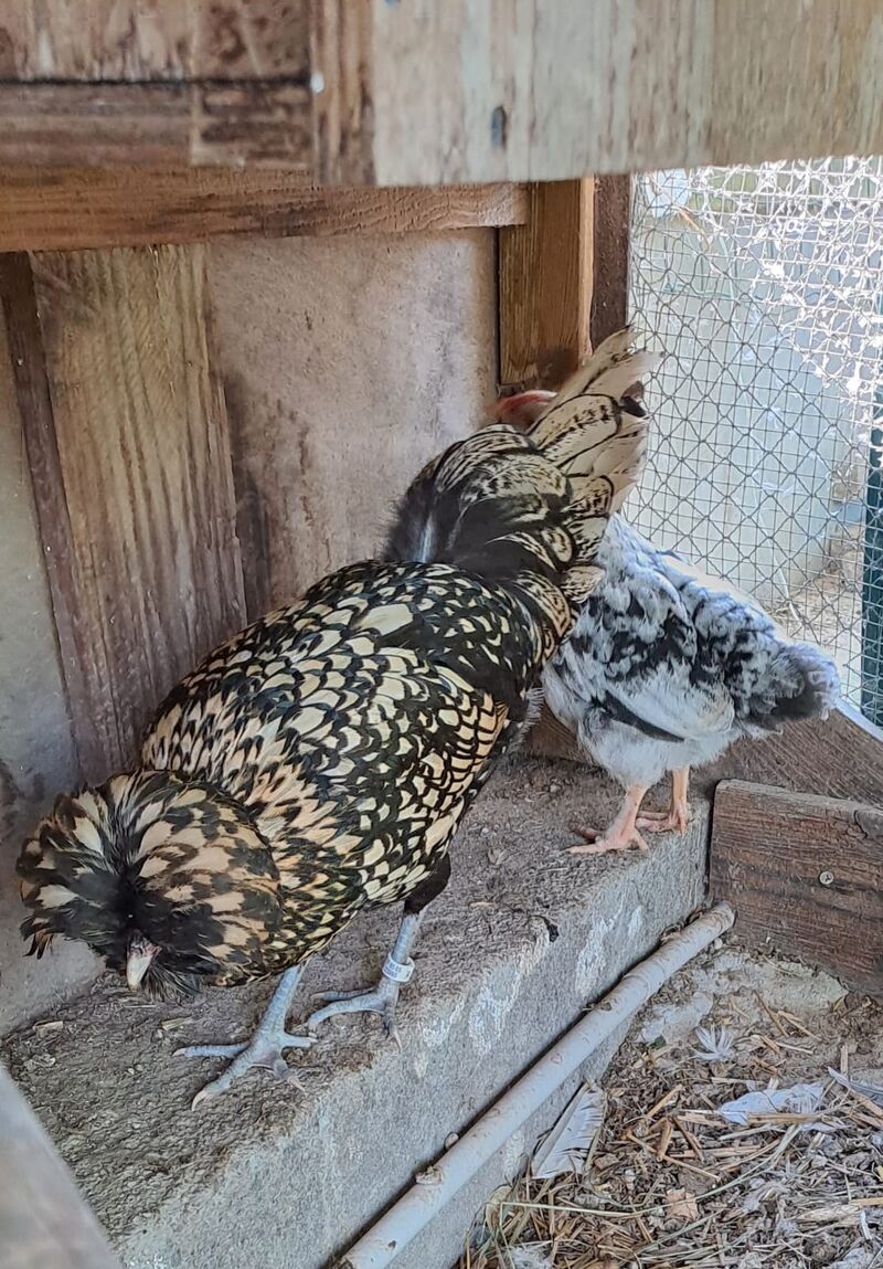 Nos poules