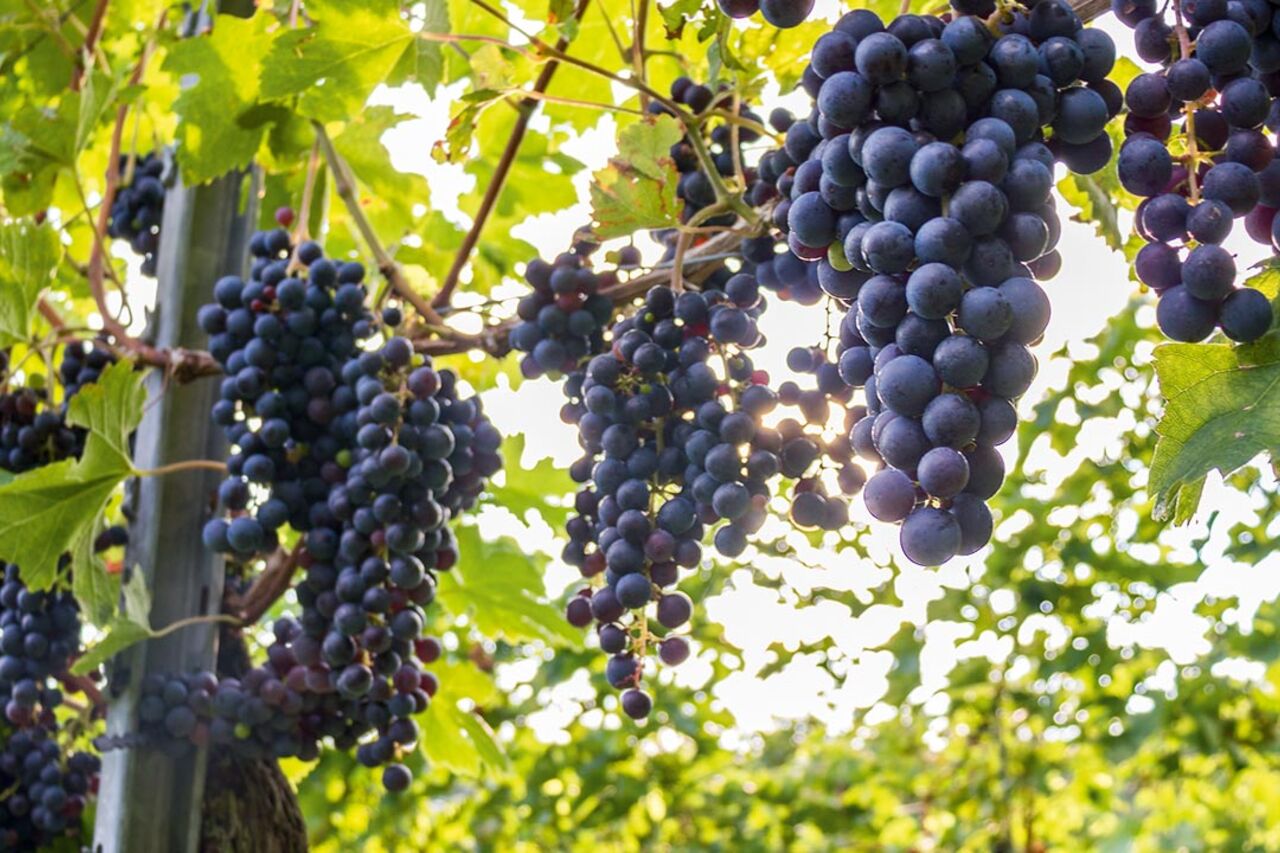 Verkostung im Römerhof