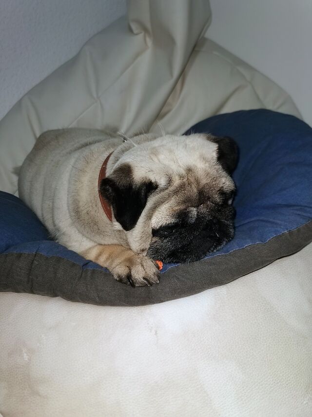 🤫Zhora duerme😴