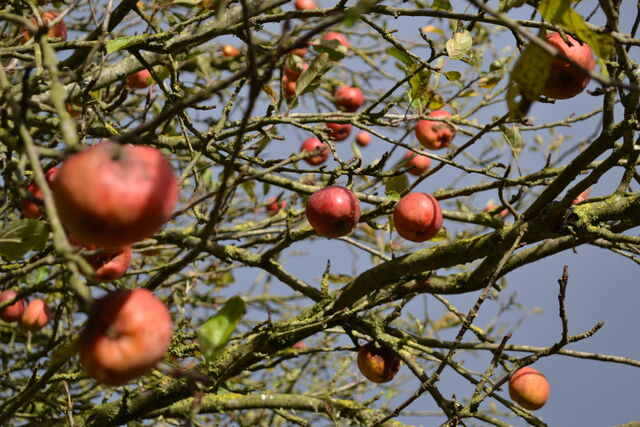 DISPONIBLES A LA CUEILLETTE A PARTIR DE SEPTEMBRE