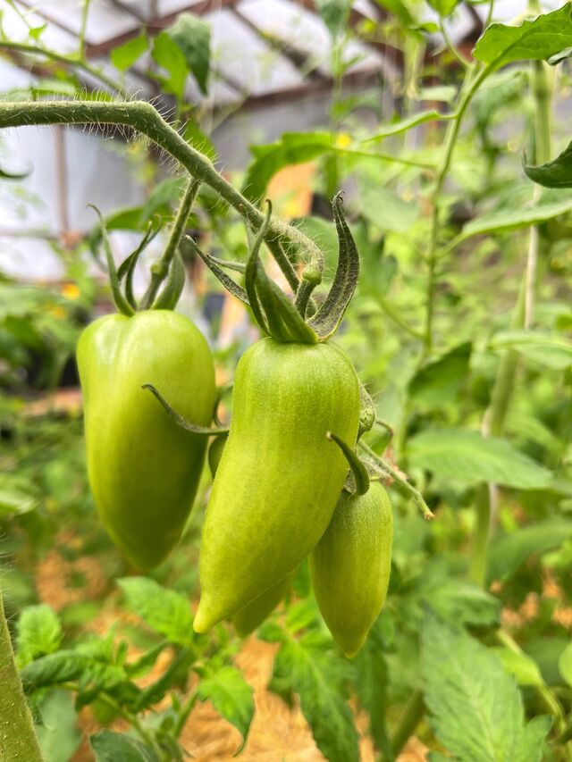 Les tomates du jardin