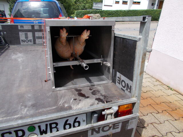 Anlieferung des Spanferkels in einer Transportbox