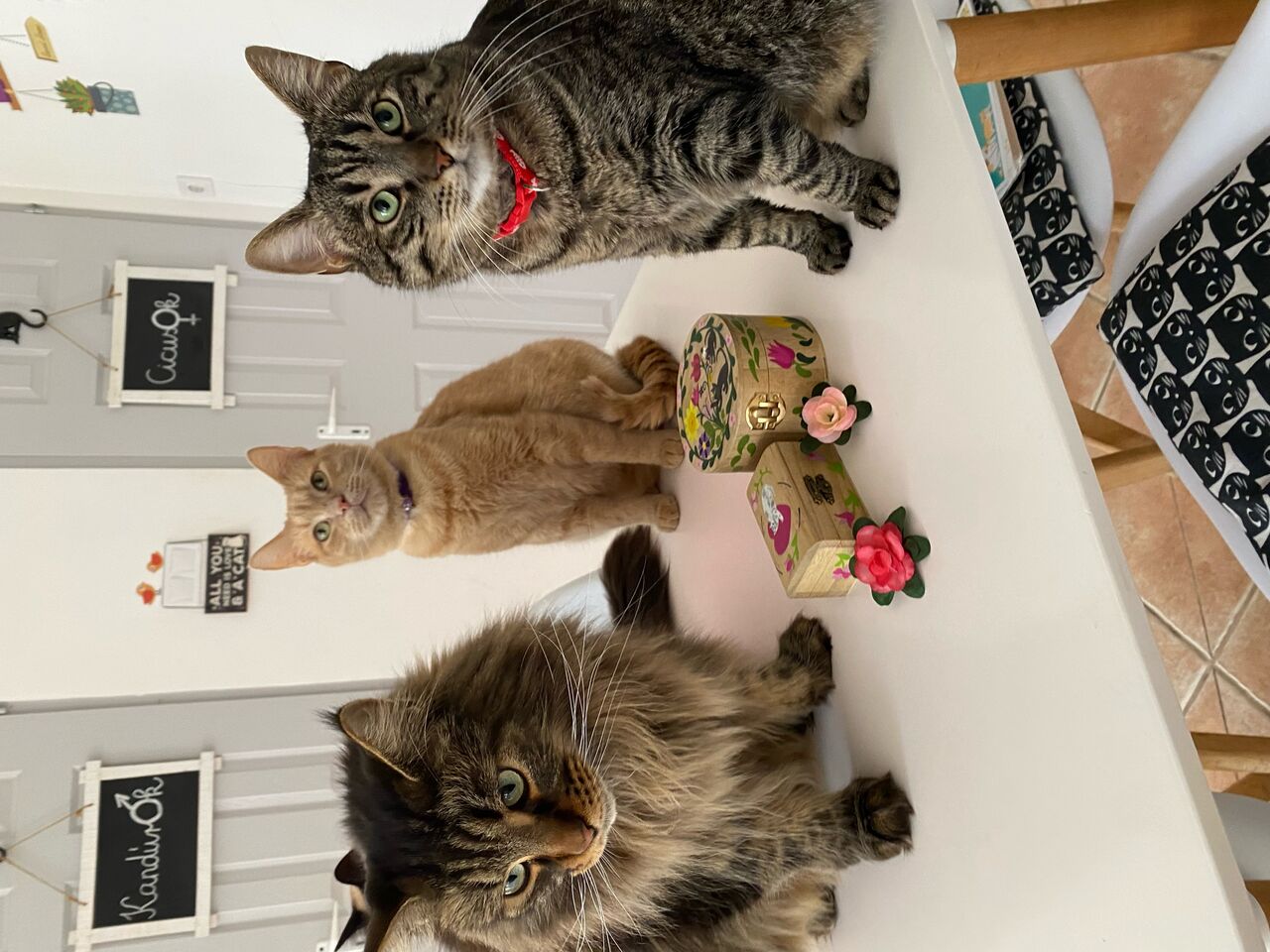 Kézzel festett cicás dobozok