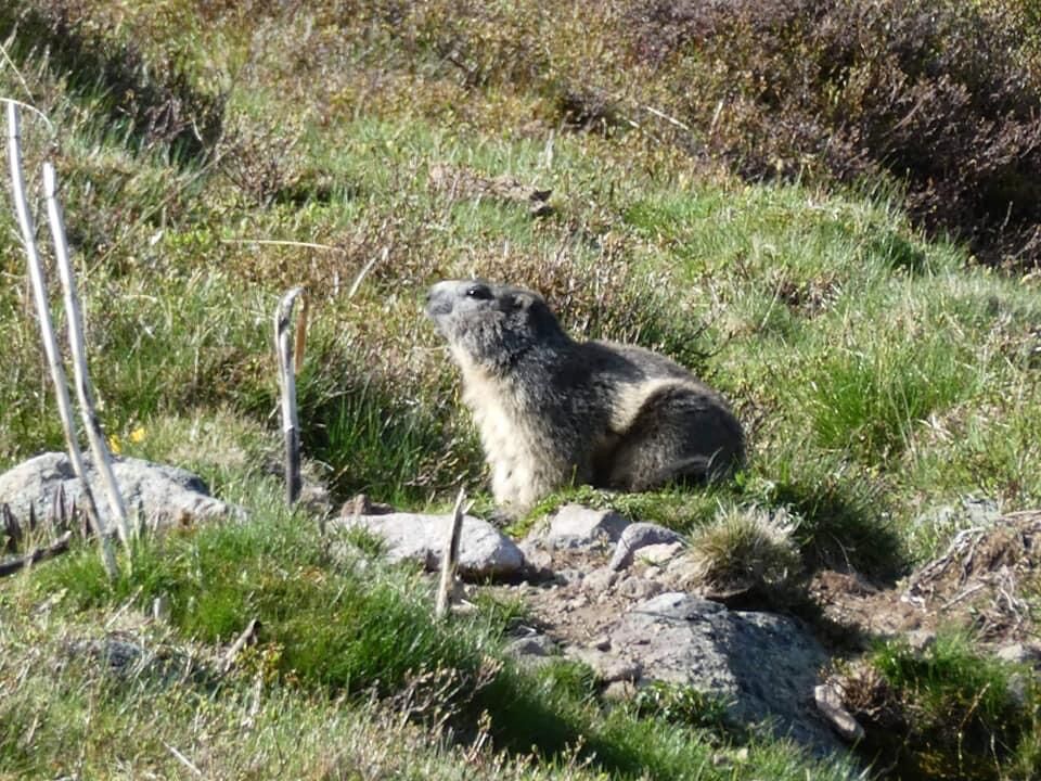 Faune sauvage de la région