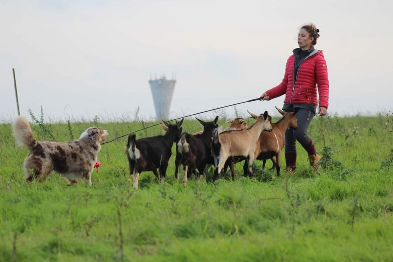 Initiation au chiens de troupeaux à l'enclos des Chevrettes