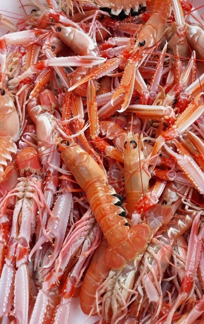 scampi freschi