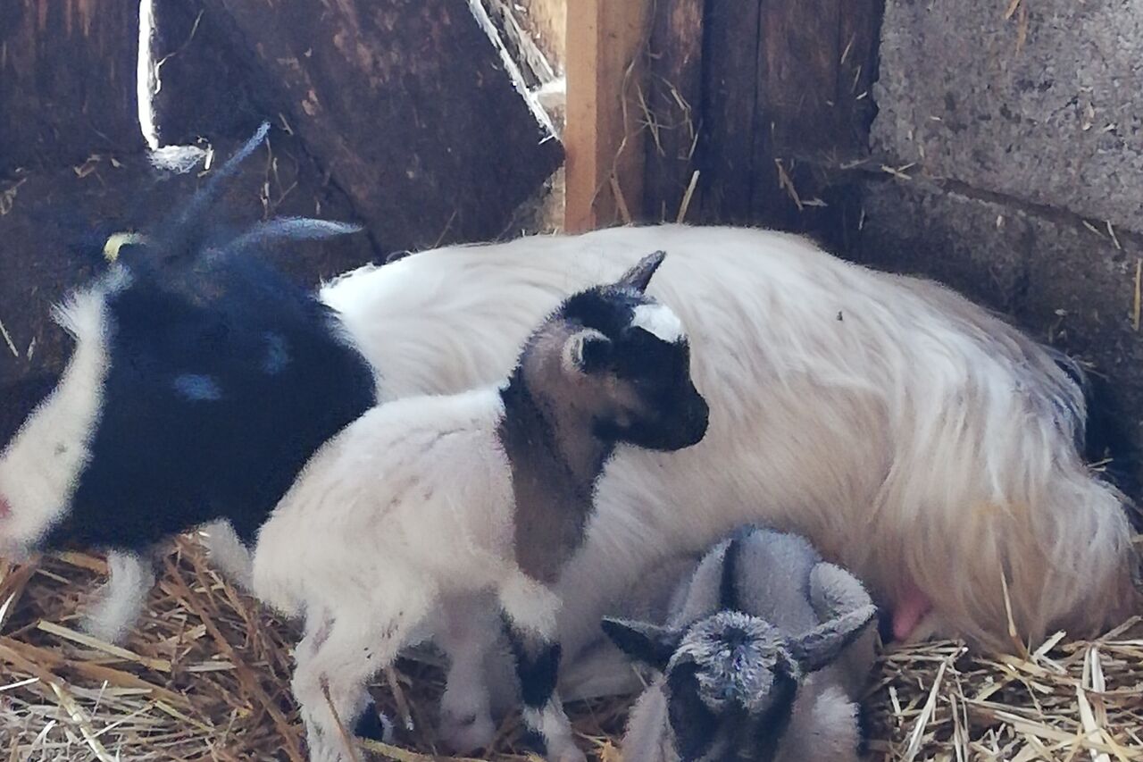Petites chevres