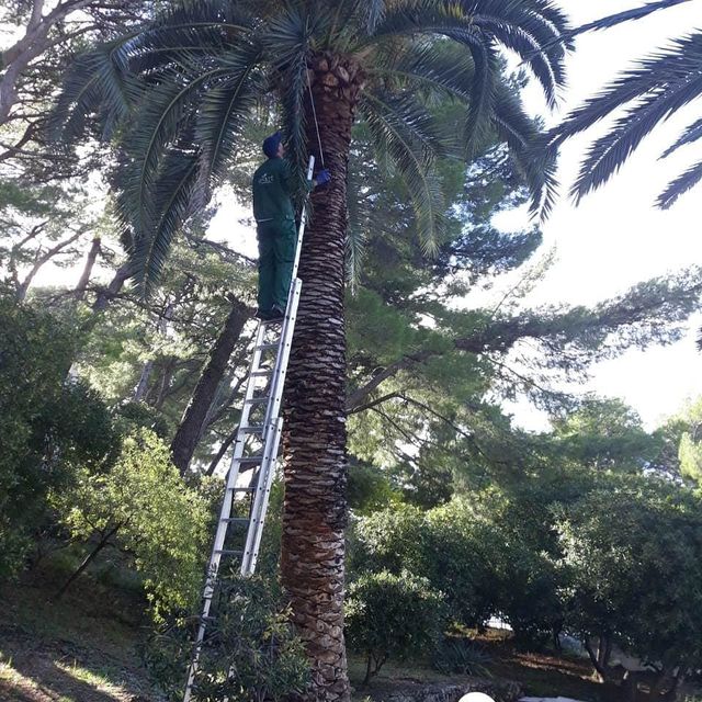 PRIMJENA SREDSTAVA ZA ZAŠTITU BILJA