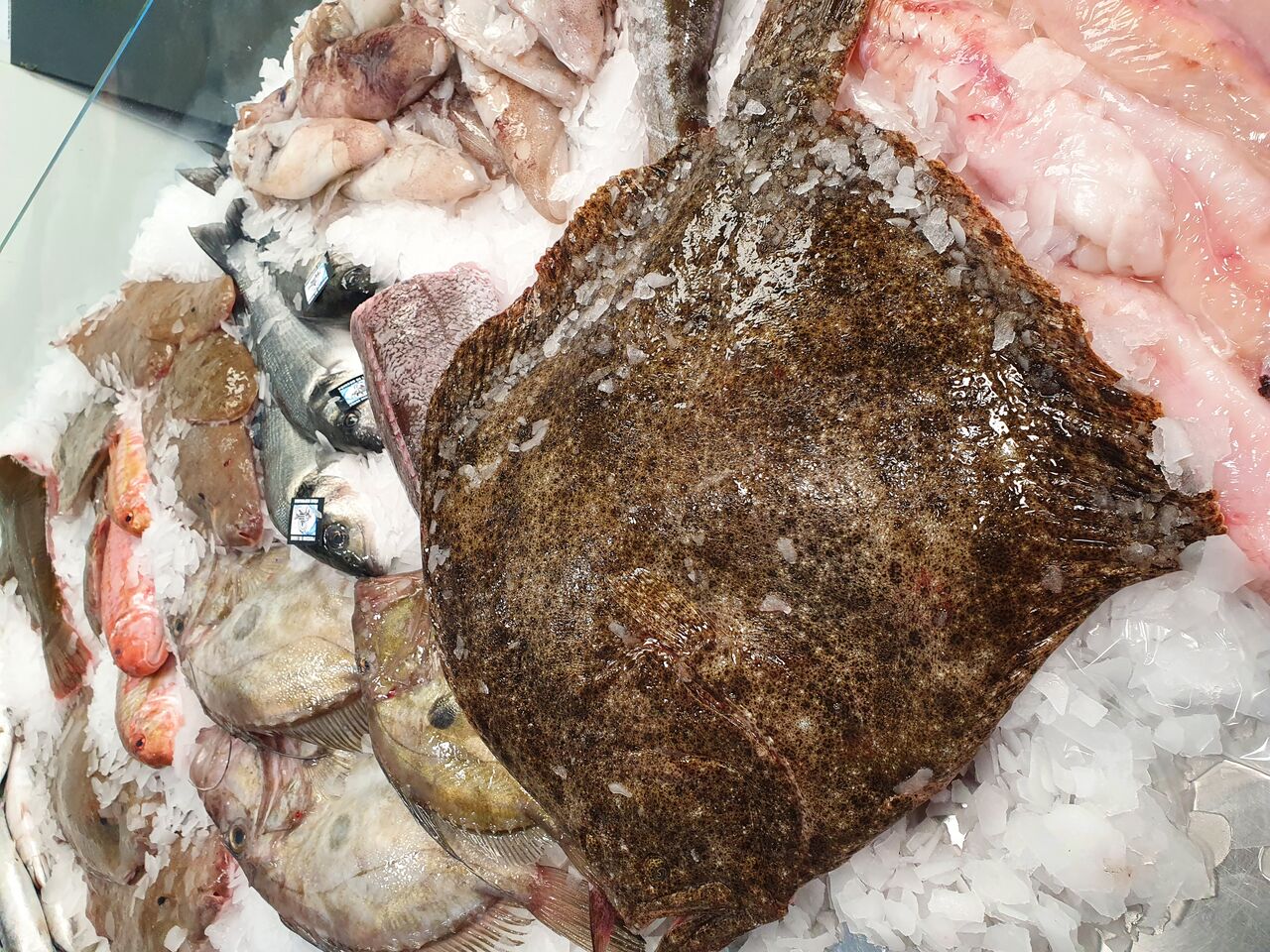 Turbot côtier de 4,2kg 
