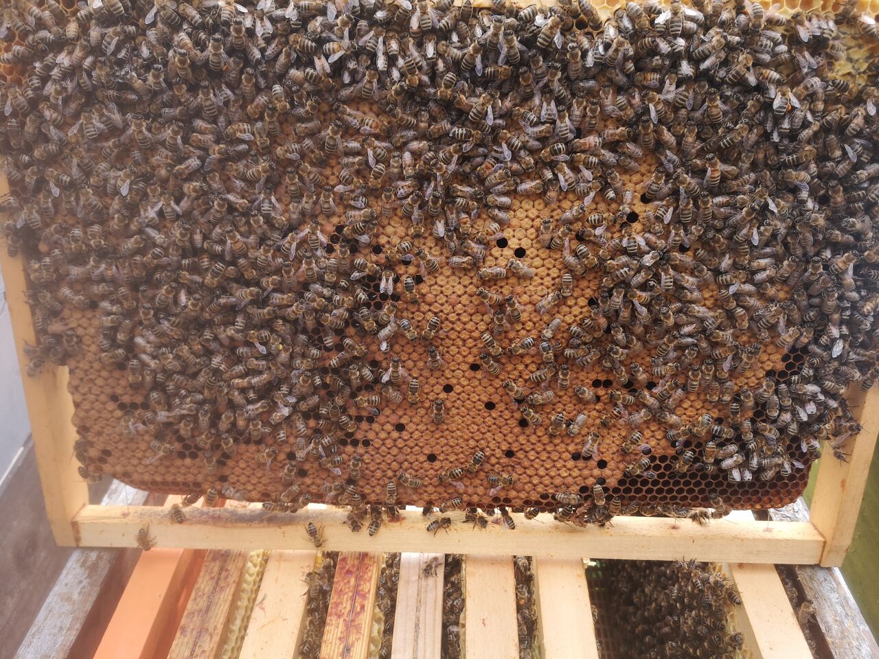 Produits d'élevage
