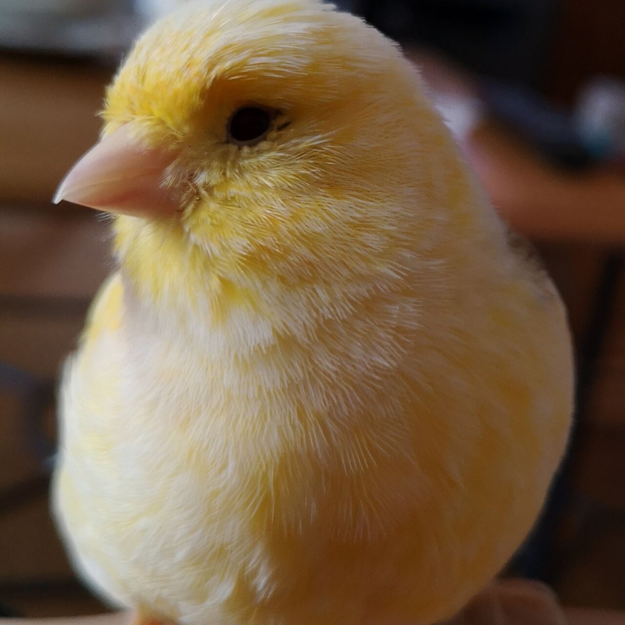 Notre Deuxième Mascotte 