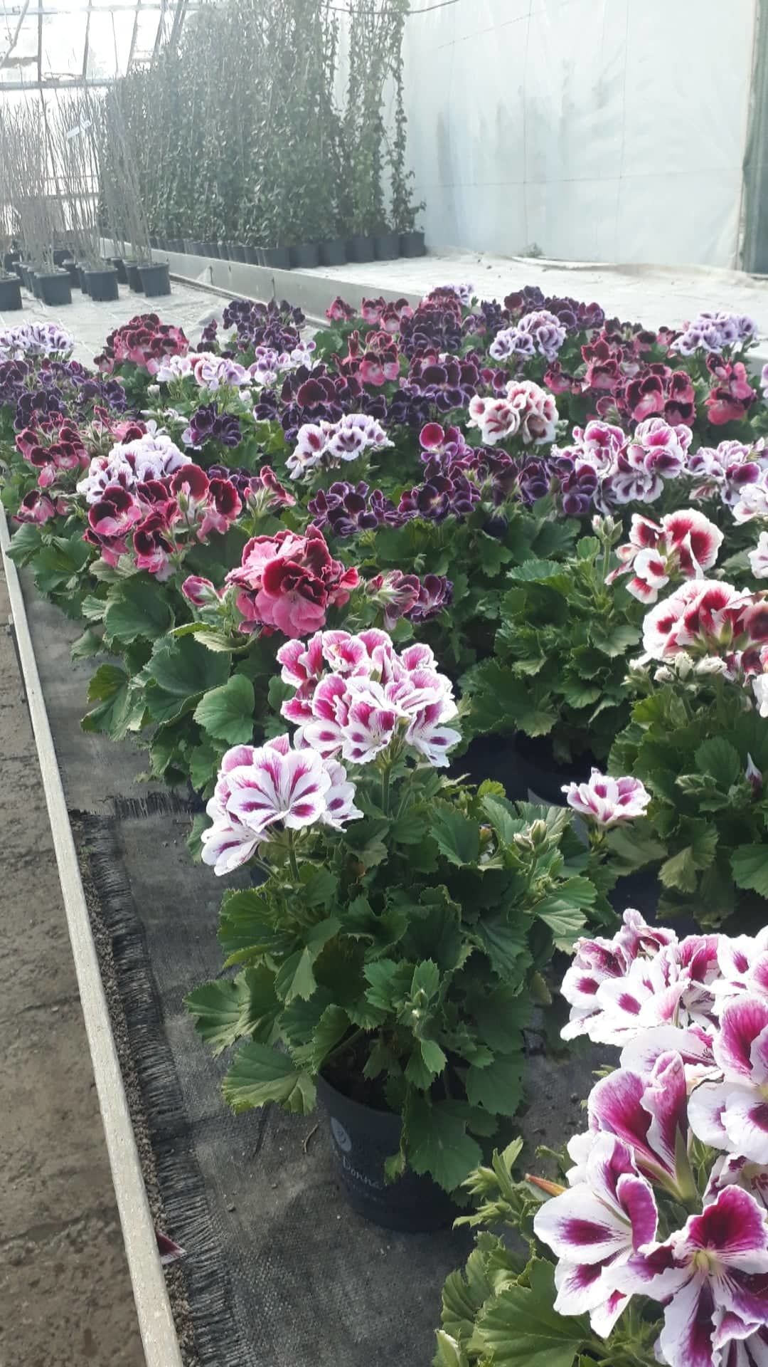 Pelargonija, žeravak, muškatla, điran