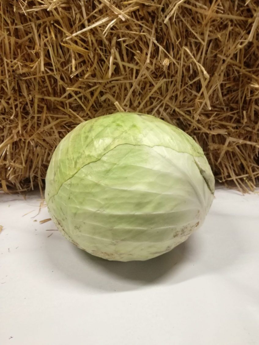 Chou blanc d'Alsace- 1,94€