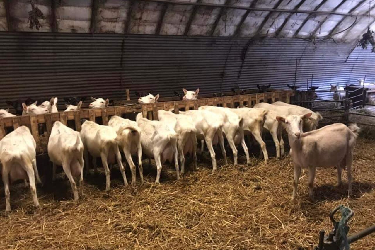 Fromages de chèvre de St-Héand