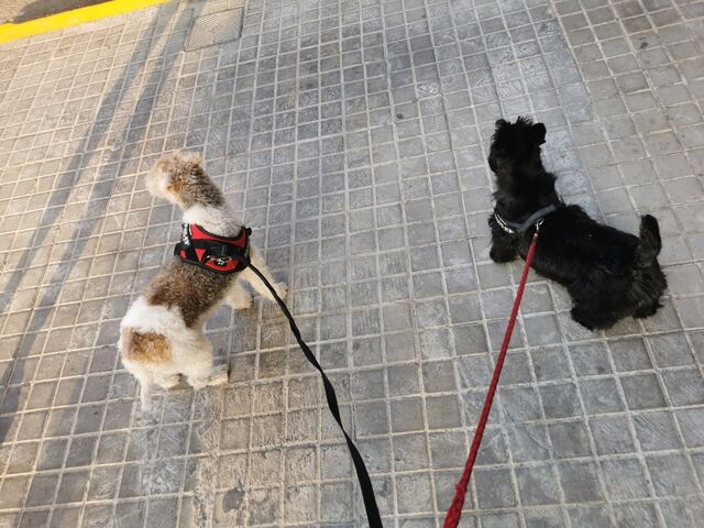 Pablo y Elliott de paseo 