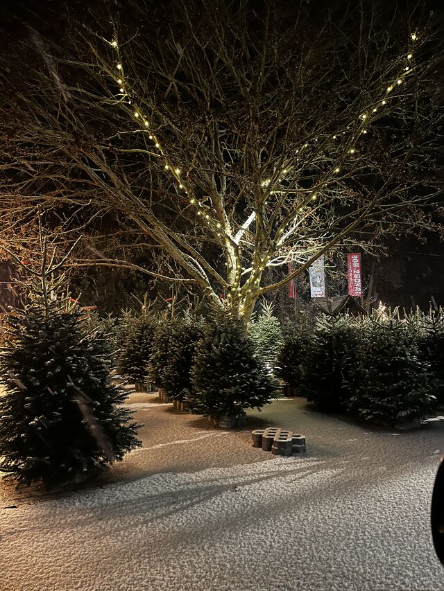 Weihnachtsbaumverkauf im Dezember