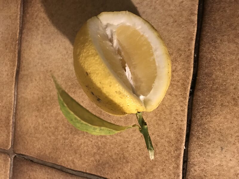 Citrons non traités !! 👍