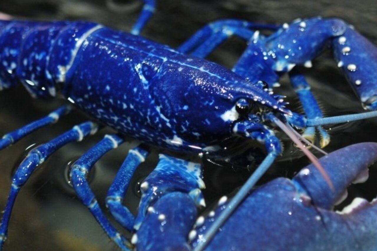 l'origine fascinante du homard bleu breton