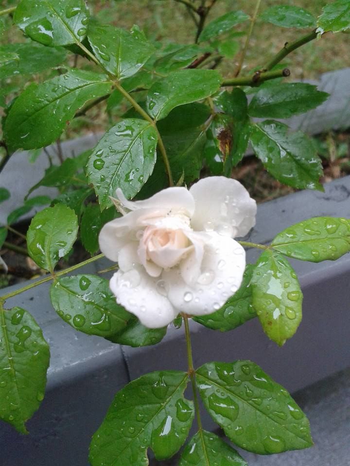 Mini Ruže
Miniature roses