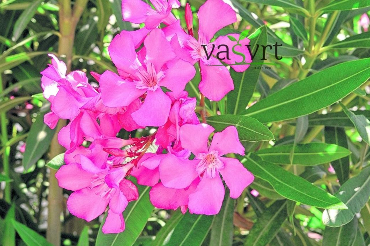 Nerium oleander (porodica Apocynaceae)