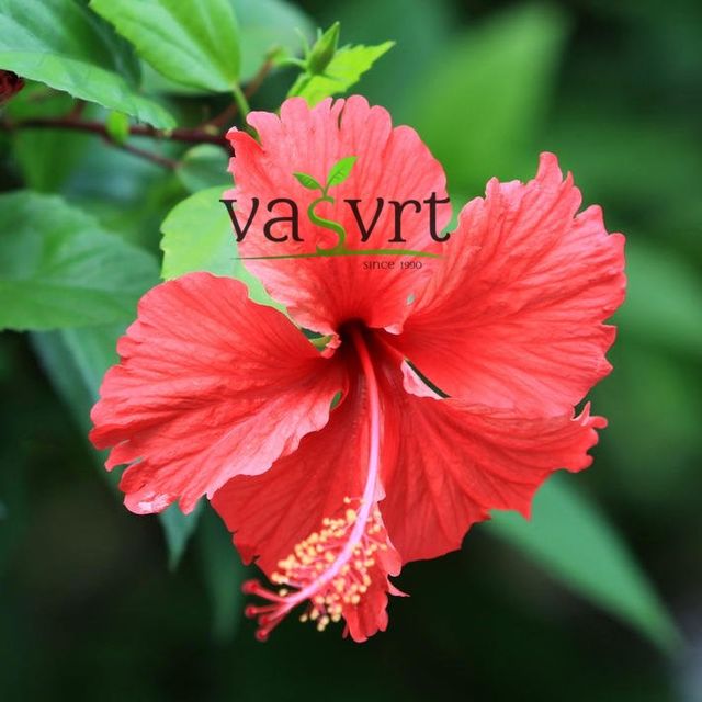 Hibiskus (Hibiscus)
