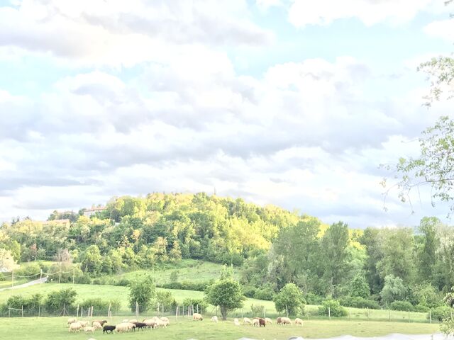 Collina attorno alla Fattoria 