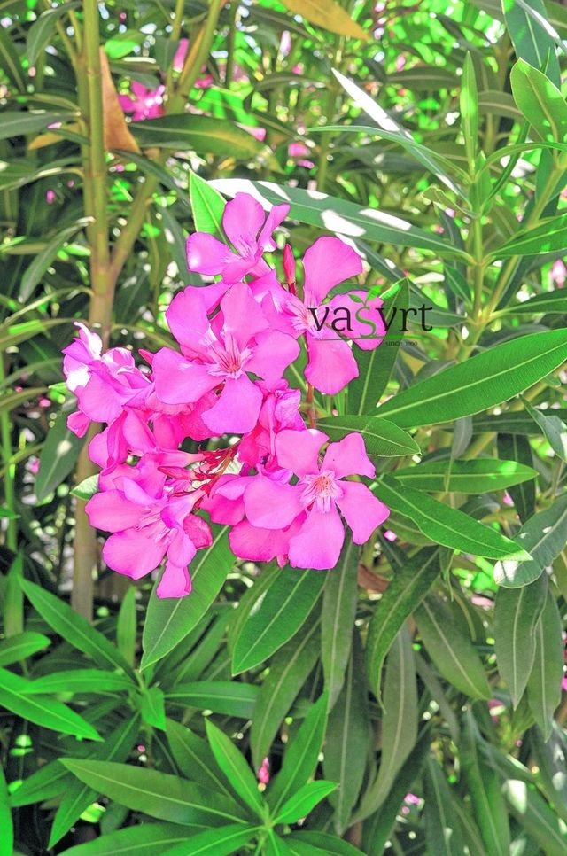 Nerium oleander (porodica Apocynaceae)
Oleander