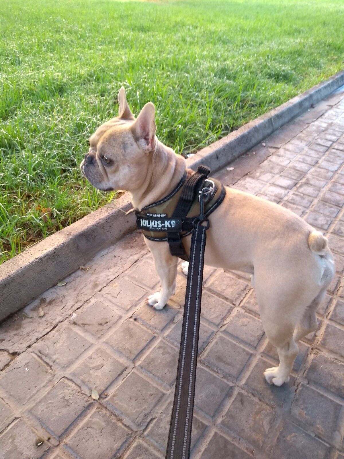 Groot Disfruta de los Paseos