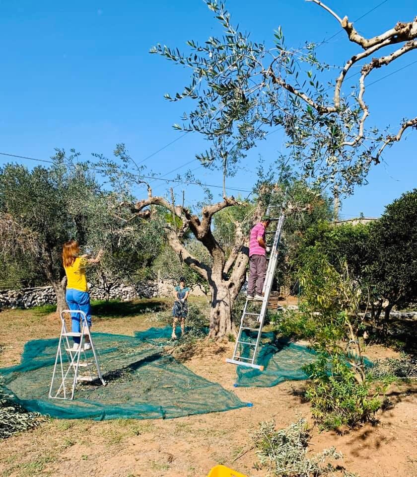 Raccolta olive