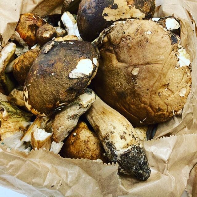 Funghi porcini